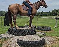 ranch-quarter-horse