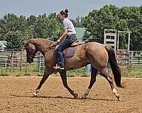 ranch-versatility-quarter-horse