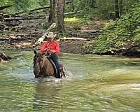 ranch-work-quarter-horse