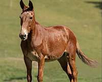 quarter-horse