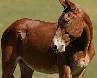 ranch-horse-quarter