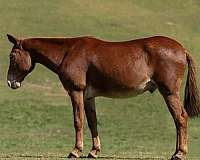 red-roan-rear-socks-horse