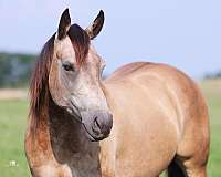 quarter-horse