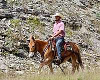 apha-quarter-horse