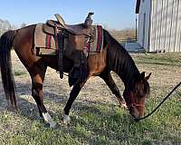 arabian-horse-for-sale