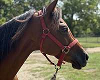 arabian-gelding