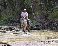 paint-quarter-horse