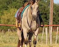 beginner-quarter-horse