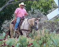 husband-safe-quarter-horse