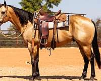 buckskin-none-horse