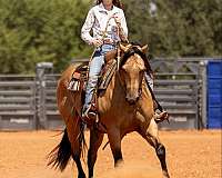 beginner-safe-quarter-horse