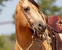 athletic-quarter-horse