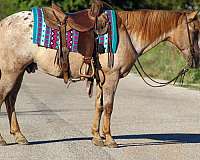 buckskin-none-horse