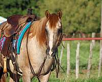 ranch-work-quarter-horse