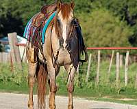 family-horse-quarter