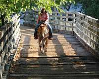 trail-quarter-horse