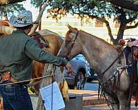 kid-safe-quarter-horse