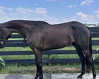 left-hind-coronet-horse