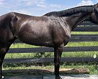 bay-left-hind-coronet-horse