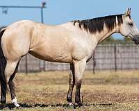 buckskin-sock-horse