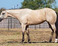 beginner-quarter-horse