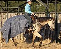 ranch-work-quarter-horse