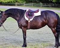 buckskin-sock-horse