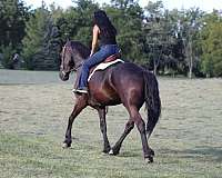 ranch-quarter-horse