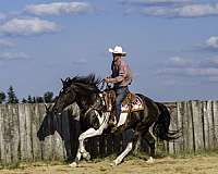 family-horse-quarter