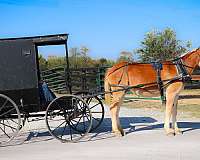 trail-horse-quarter