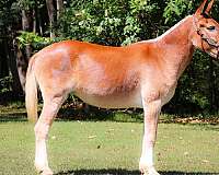 all-around-quarter-horse