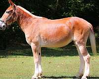 athletic-quarter-horse