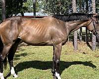 bay-right-front-sock-horse