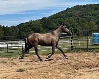 andalusian-horse-for-sale