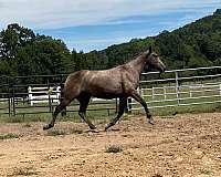 andalusian-horse