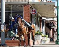 trail-horse-quarter