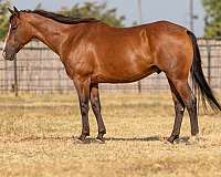 athletic-quarter-horse