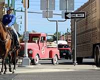 kid-safe-quarter-horse