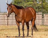 ranch-versatility-quarter-horse