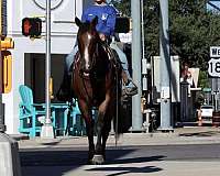 ranch-work-quarter-horse