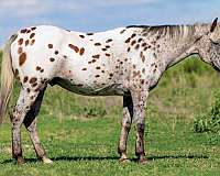 bay-roan-blaze-horse