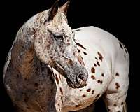 ranch-quarter-horse