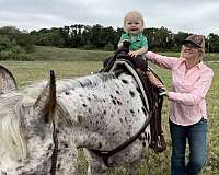 trail-horse-quarter