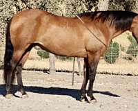 buckskin-tiger-stripes-horse