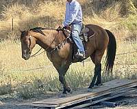 family-safe-quarter-horse