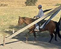 ranch-horse-quarter