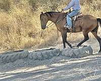 trail-horse-quarter