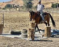 beginner-quarter-horse