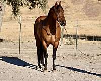 husband-safe-quarter-horse