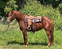 buckskin-tiger-stripes-horse